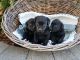 Labrador Retriever Puppies for sale in Topeka, IN 46571, USA. price: NA