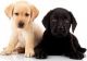 Labrador Retriever Puppies for sale in Ohio St, Lawrence, KS, USA. price: NA