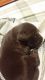 Labrador Retriever Puppies for sale in Polkton, NC 28135, USA. price: NA