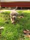 Labrador Retriever Puppies for sale in Asheville, NC, USA. price: $1,000