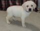 Labrador Retriever Puppies for sale in El Dorado, AR 71730, USA. price: NA
