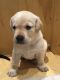 Labrador Retriever Puppies for sale in Mori Gate, New Delhi, Delhi 110006, India. price: 13000 INR