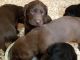 Labrador Retriever Puppies for sale in West Jefferson, NC 28694, USA. price: $600