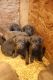 Labrador Retriever Puppies for sale in Falmouth, MI 49632, USA. price: NA