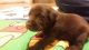 Labrador Retriever Puppies for sale in Polkton, NC 28135, USA. price: NA