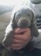 Labrador Retriever Puppies for sale in Athol, ID 83801, USA. price: $1,250