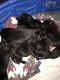 Labrador Retriever Puppies for sale in Greenville, OH 45331, USA. price: $600
