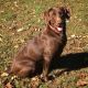 Labrador Retriever Puppies for sale in Spring Hope, NC 27882, USA. price: NA