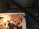 Labrador Retriever Puppies for sale in 44 N 325 W, Valparaiso, IN 46385, USA. price: NA