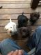 Labrador Retriever Puppies for sale in Grand Haven, MI, USA. price: $800