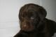 Labrador Retriever Puppies for sale in Dundee, OH 44624, USA. price: NA