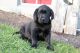 Labrador Retriever Puppies for sale in Canton, OH, USA. price: NA