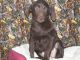 Labrador Retriever Puppies for sale in Millersburg, OH 44654, USA. price: NA