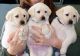 Labrador Retriever Puppies for sale in Daytona Beach, FL, USA. price: $500