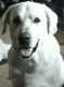 Labrador Retriever Puppies for sale in Quaker City, OH 43773, USA. price: $600