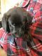 Labrador Retriever Puppies for sale in Oberlin, OH 44074, USA. price: NA