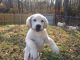 Labrador Retriever Puppies for sale in Pedricktown, NJ 08067, USA. price: NA