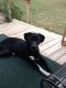 Labrador Retriever Puppies for sale in Shelby, NC, USA. price: NA