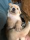 Labrador Retriever Puppies for sale in Louisville, KY, USA. price: $600