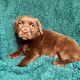 Labrador Retriever Puppies for sale in Huffman, TX 77336, USA. price: NA
