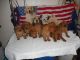 Labrador Retriever Puppies for sale in Kalamazoo County, MI, USA. price: NA