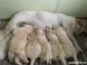 Labrador Retriever Puppies for sale in 832 N 1st St, San Jose, CA 95112, USA. price: NA