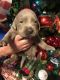 Labrador Retriever Puppies for sale in Shelbiana, KY 41562, USA. price: $800