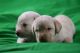 Labrador Retriever Puppies for sale in TX-249, Houston, TX, USA. price: NA
