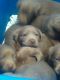 Labrador Retriever Puppies for sale in Taylorsville, NC 28681, USA. price: $1,200