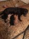 Labrador Retriever Puppies for sale in Freeport, MN 56331, USA. price: NA