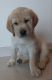 Labrador Retriever Puppies for sale in Dafter, MI 49724, USA. price: NA