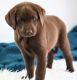 Labrador Retriever Puppies for sale in Culver City, CA, USA. price: NA