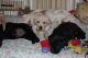 Labrador Retriever Puppies for sale in Prescott, AZ, USA. price: NA
