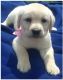 Labrador Retriever Puppies for sale in Benton, IL 62812, USA. price: $250