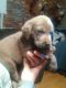 Labrador Retriever Puppies for sale in Taylorsville, NC 28681, USA. price: NA