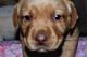 Labrador Retriever Puppies for sale in Orwell, OH 44076, USA. price: NA