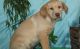 Labrador Retriever Puppies for sale in Jersey City, NJ 07306, USA. price: NA
