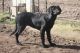 Labrador Retriever Puppies for sale in Zimmerman, MN 55398, USA. price: NA