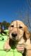 Labrador Retriever Puppies for sale in Chadbourn, NC 28431, USA. price: $400