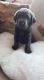 Labrador Retriever Puppies for sale in Los Andes St, Lake Forest, CA 92630, USA. price: NA