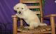 Labrador Retriever Puppies for sale in St Clair, MI 48079, USA. price: $500