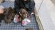 Labrador Retriever Puppies for sale in Shepherd, MI 48883, USA. price: $650