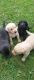 Labrador Retriever Puppies for sale in Camden, MI 49232, USA. price: NA