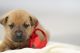 Labrador Retriever Puppies for sale in Cutler, IN 46920, USA. price: NA