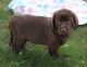 Labrador Retriever Puppies for sale in Caldwell, ID 83605, USA. price: $500