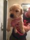 Labrador Retriever Puppies for sale in Alaska St, Staten Island, NY 10310, USA. price: NA