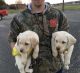 Labrador Retriever Puppies for sale in Loogootee, IN 47553, USA. price: NA