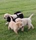 Labrador Retriever Puppies for sale in Austin, TX, USA. price: $400