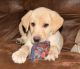 Labrador Retriever Puppies for sale in Irving, TX, USA. price: NA