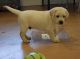 Labrador Retriever Puppies for sale in Fitchburg, MA 01420, USA. price: NA